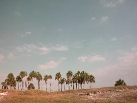 Palm Trees 3 Stock Footage 8692927