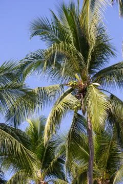 Palm Trees-3 Stock Photos