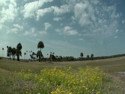 Palm Trees 4 Stock Footage 8697941