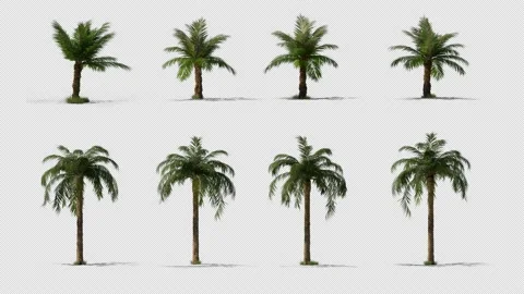 Palm Trees 4k alpha 3D Render Video stock 204127657