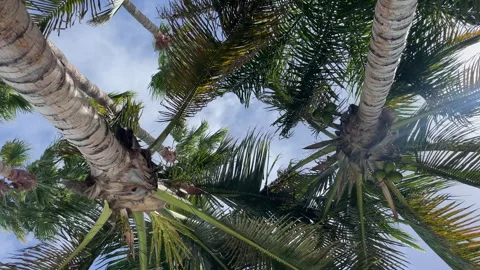 Palm Trees 4K Stock Footage 281077193