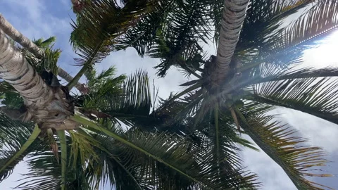 Palm Trees 4K Stock Footage 281077390