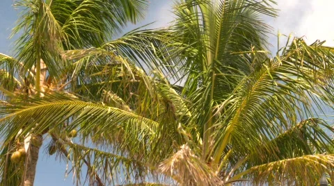 Palm trees, #5 Stock Footage