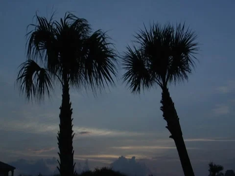 Palm Trees 5 Stock Footage 8695917
