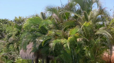 Palm trees 6 Video stock 373268