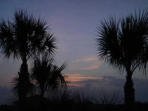 Palm Trees 6 Stock Footage 8692324