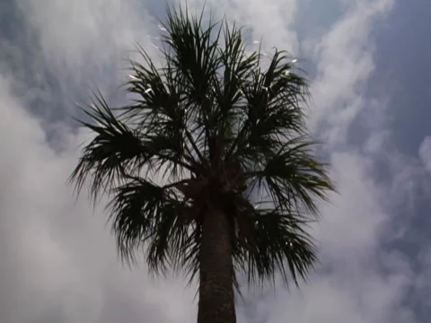 Palm Trees 7 Stock Footage 8692320