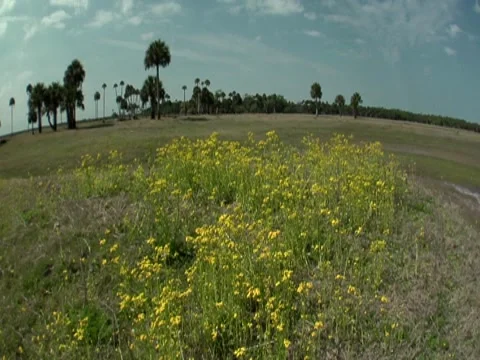 Palm Trees 8 Stock Footage 8693801