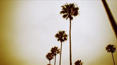 Palm Trees 8B HD Stock Footage 1061056