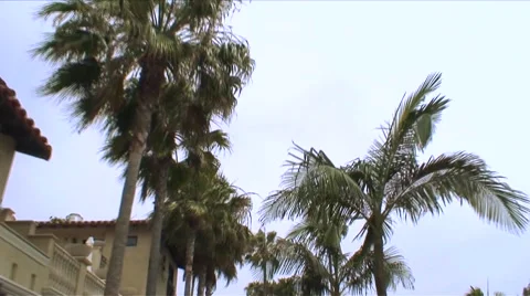 Palm Trees 8D HD Stock Footage 1061065