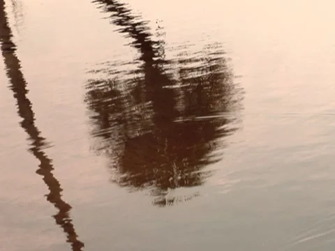 Palm Trees 9 Stock Footage 8691667