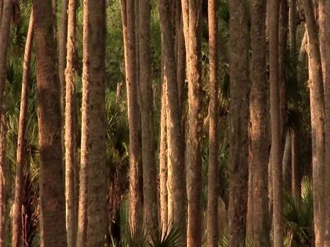 Palm Trees 9 Stock Footage 8696805