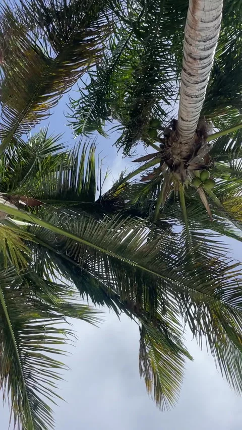 Palm Trees 9x16 Stock Footage 281077909