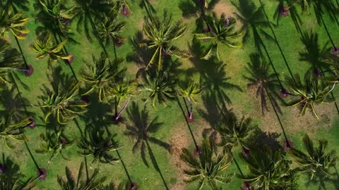 Palm Trees from Above 4K Stock Footage 200836789