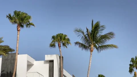 Palm Trees above buildings Stock Footage 281077265