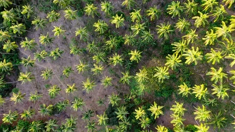 Palm trees from above Stock Footage 108456809