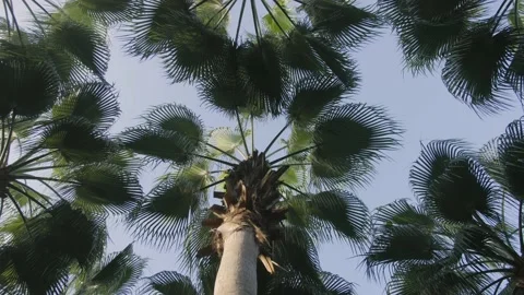 Palm Trees Above Video stock 169692166