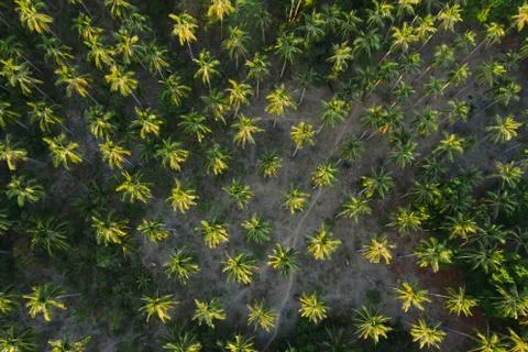 Palm trees from above Stock Photos