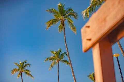 Palm trees from above Foto stock