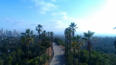 Palm trees above sunny Los Angeles - Aerial drone 4k UHD Vidéo 110929809