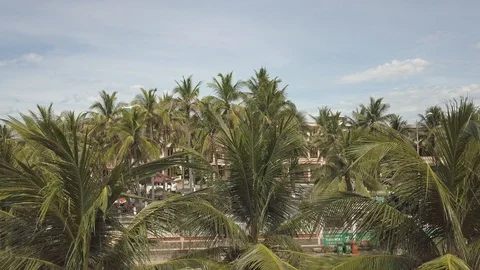 Palm trees aerial view Stock Footage 112787196
