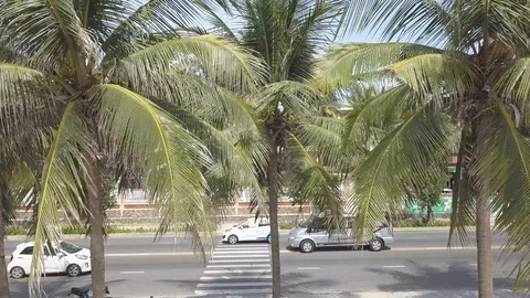 Palm trees aerial view Stock Footage 112787255