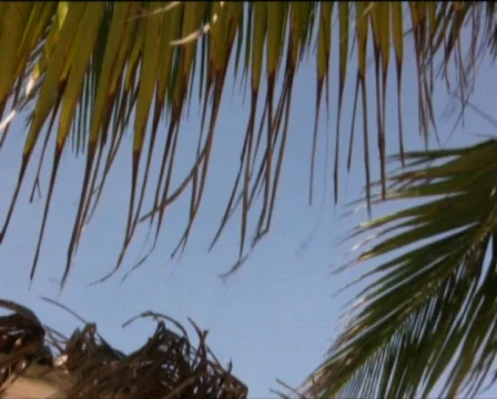 Palm trees in africa   Stock Footage 557853