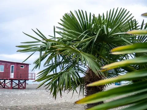 Palm trees against the backdrop of a cloudy gray sky. Rescue booth at sea i.. Stock Photos