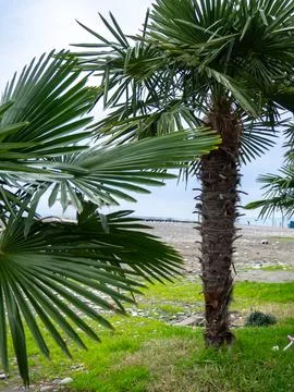 Palm trees against the backdrop of a cloudy gray sky. Winter in the south. .. Stock Photos