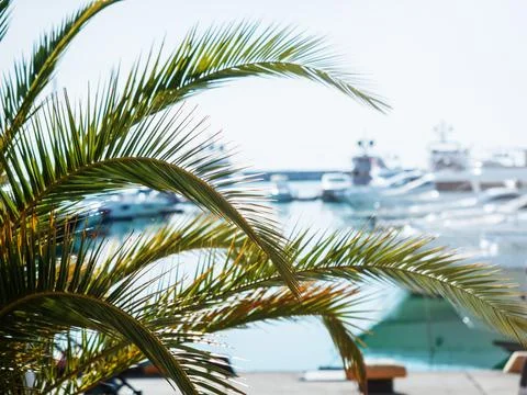 Palm trees against the backdrop of a seaside resort and yachts. Southern Stock Photos