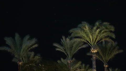 Palm trees against the background of the black starry sky. Video stock 166949393