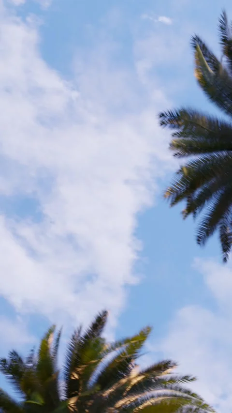 Palm trees against the background of the blue sky Video stock 266149100