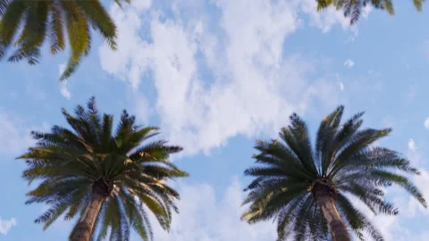 Palm trees against the background of the blue sky Stock Footage 266150288