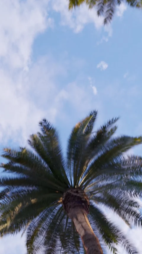 Palm trees against the background of the blue sky Stock Footage 266150562