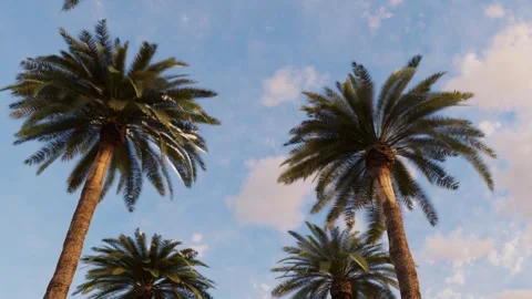 Palm trees against the background of the evening blue sky Stock Footage 264272261