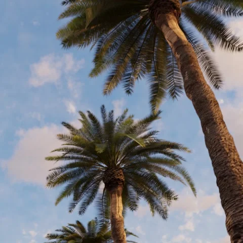 Palm trees against the background of the evening blue sky Stock Footage 264272386