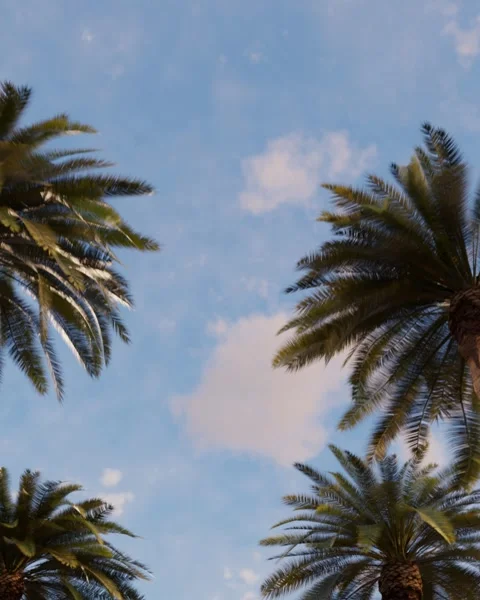 Palm trees against the background of the evening blue sky Stock Footage 264274260