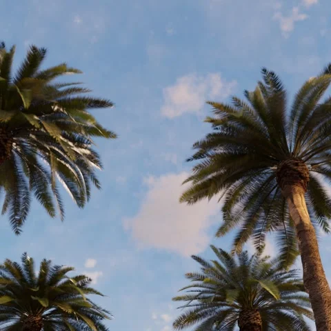 Palm trees against the background of the evening blue sky Video stock 264274416