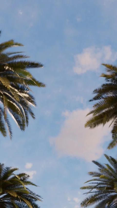 Palm trees against the background of the evening blue sky Stock-Footage 264274576