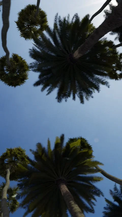 Palm trees against the background of the evening blue sky Stock Footage 278050737