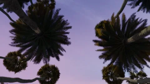 Palm trees against the background of the evening blue sky Stock Footage 278050847