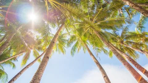 Palm trees against the background of a light blue sky in clear weather Stock Photos