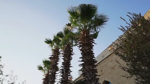 Palm trees against the background of the old stone building, Jaffa, Israel. Stock Footage 98259544