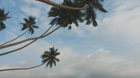 Palm trees against the background of the sky and clouds Stock Footage 146238995