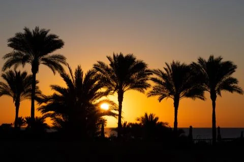 Palm trees against the background of sunset and the sea Stock Photos