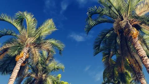 Palm trees against blue cloudy sky Stock Illustration