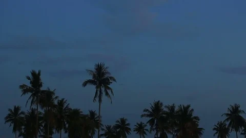 Palm trees against blue sky and cloud. Stock Footage 70878422