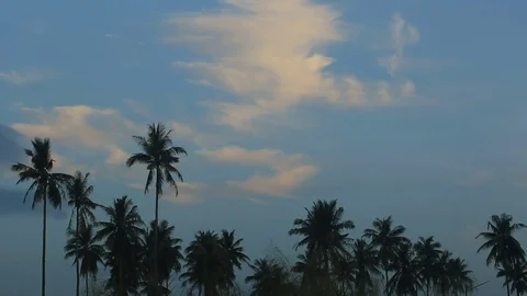 Palm trees against blue sky and cloud. Stock Footage 70878436
