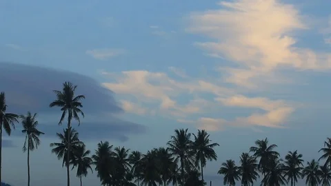 Palm trees against blue sky and cloud. Stock Footage 70878441