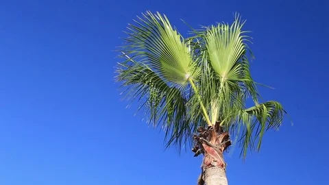 Palm trees against the blue sky Stock Footage 80218966